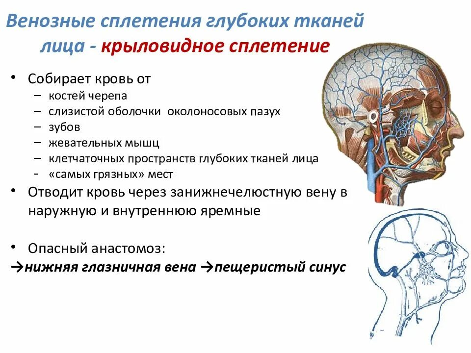 Венозная дисциркуляция головного мозга. Круловидновенозное сплетение. Венозные сплетения анастомозы. Крыловидное венозное сплетение располагается.