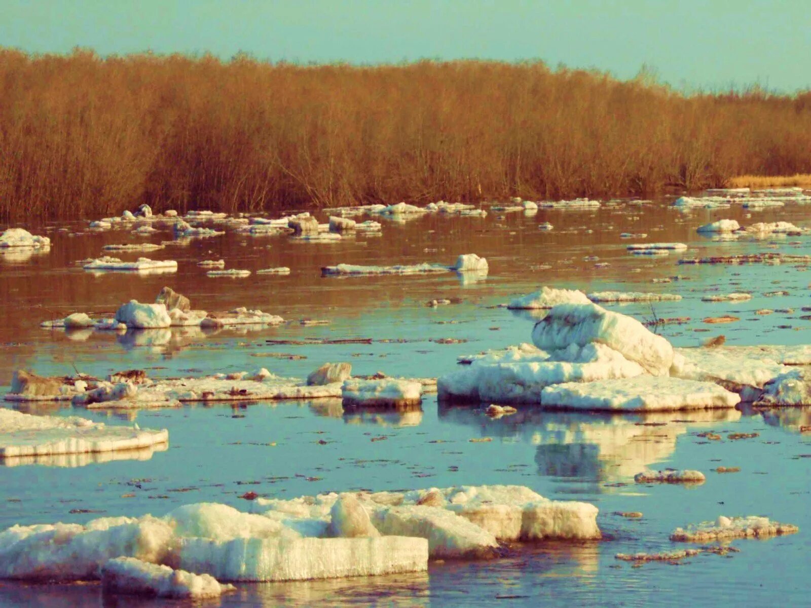 Ледоход в Боровичах. Ледоход в Заринск 2022 год. Таяние льда на реке.