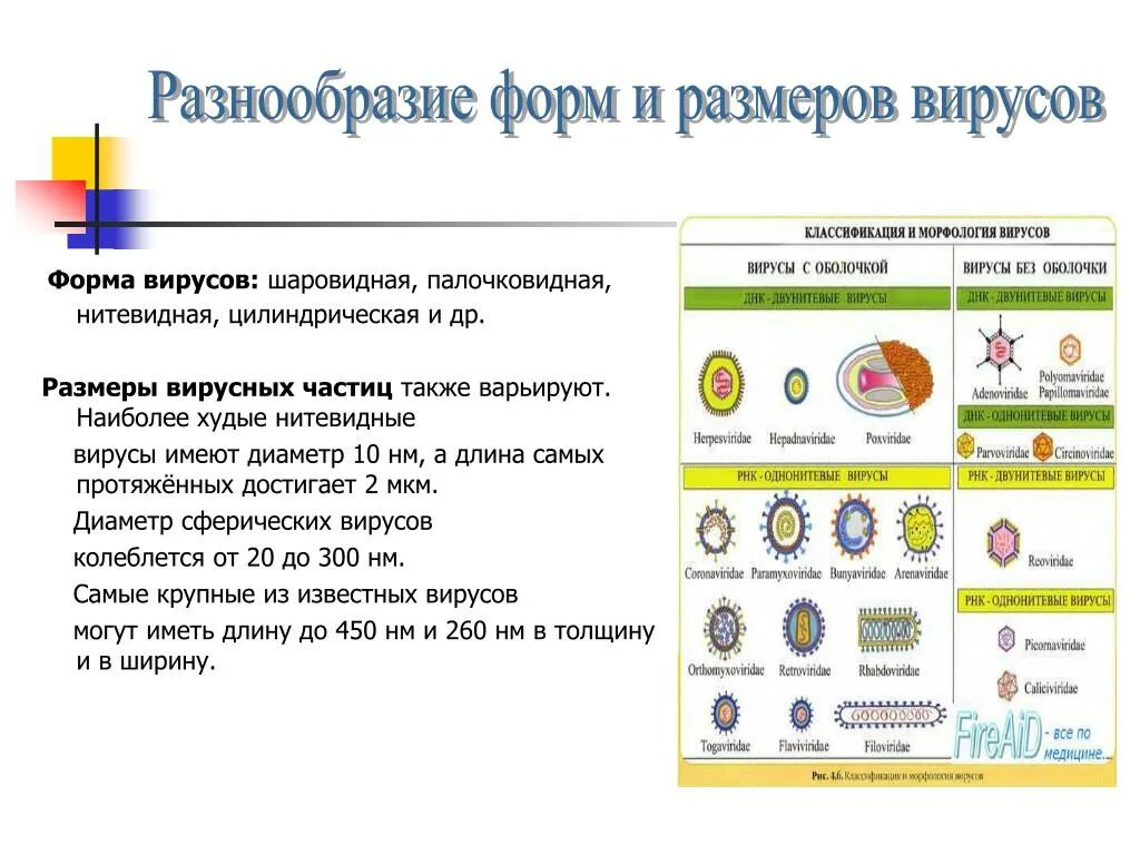 Что определяет многообразие. Разнообразие форм вирусных частиц. Разнообразие размеров вирусов. Разнообразные формы вирусов. Виды форм вирусов.