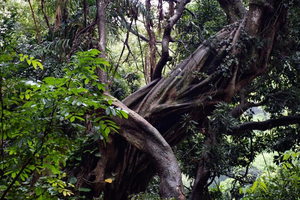 Деревья на шри ланке. Udawatta Kele Sanctuary. Дождевой лес Удаватта келе.. Udawatte Kele Sanctuary. Канди УДАВАТА келе лес.