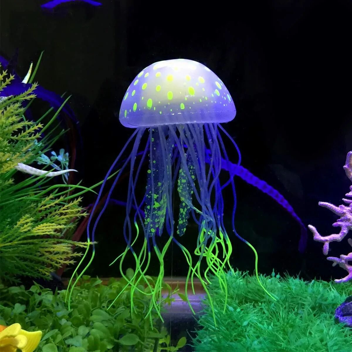 Аквариум с медузами. Аквариум с медузами. Медуза в аквариуме живая. Медуза в аквариуме живая. Аквариумные медузы живые.