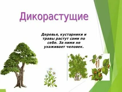 Культурные деревья примеры. Деревья дикорастущие и культурные. Культурные деревья названия 2 класс. Культурные травянистые растения. Деревья дикорастущие и культурные.