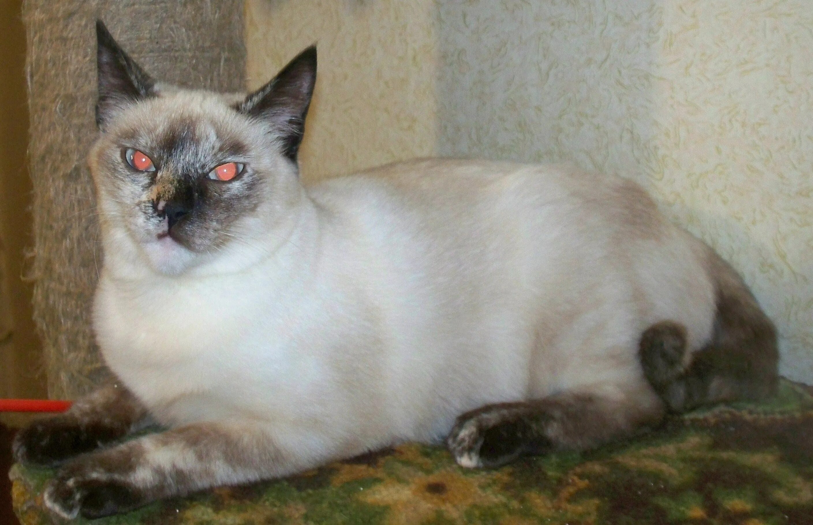 Смесь сиамской кошки. Тебби Пойнт тайский кот метис. Сиамский кот метис. Метис тайская и Сиамская. Метис сиамской и британской кошки.