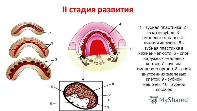 Стадии формирования зуба. Стадии формирования зачатка зуба. Периоды развития зубов гистология. Развитие зубов у человека