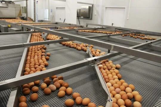 Тульская птицефабрика РИА Новости Медиабанк