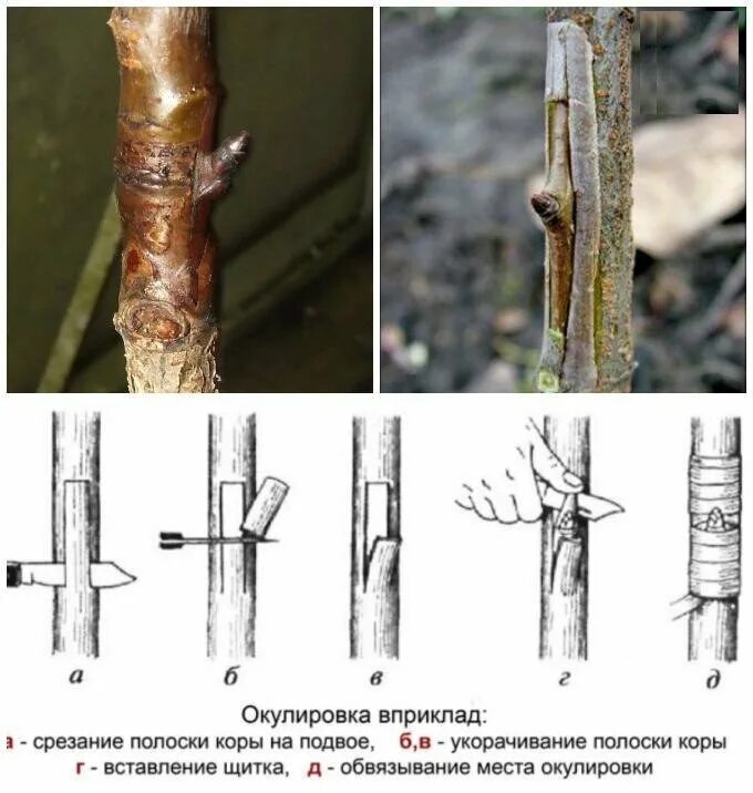 Весенняя окулировка яблони. Подвои окулировка яблони. Окулировка яблони глазком. Окулировка прививка глазком.