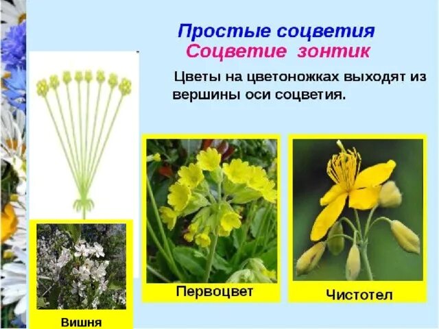 Растения имеющие данное соцветие. Соцветие зонтик. чистотел соцветие. соцветие простой зонтик. соцветие завиток.