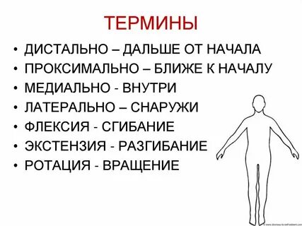 Мышечный тест