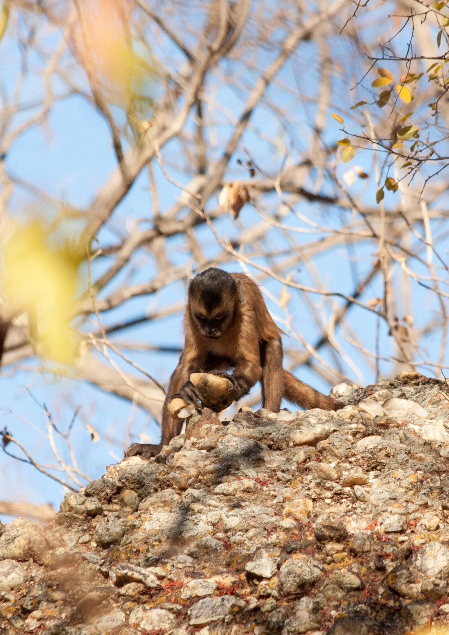 Some monkeys