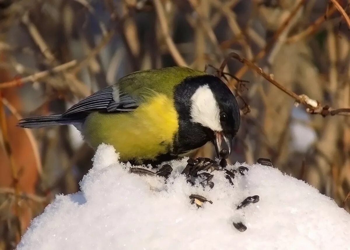 отряд синицевых. зимующие птицы большая синица. большая синица parus major. синица сибирская. синицы томской области.