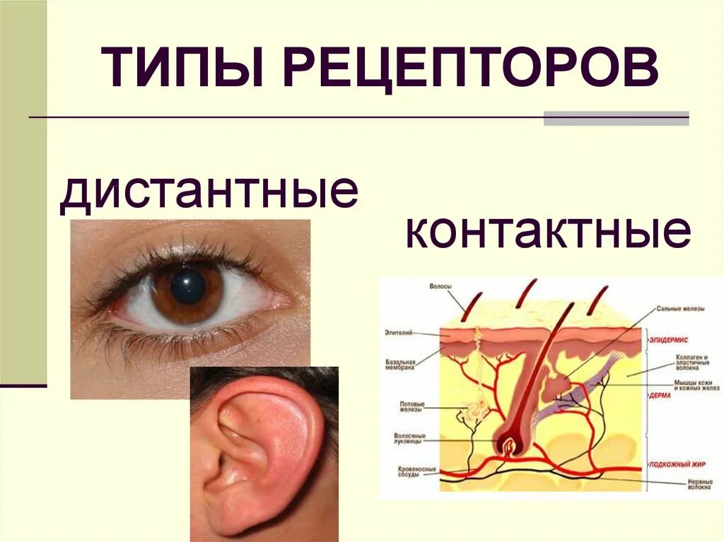 Включи рецептора. Включи рецептора