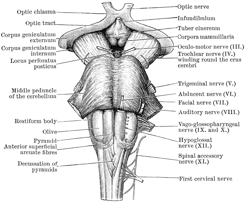 Продолговатый мозг анатомия строение. Средний мозг строение анатомия латынь. Вентральное строение ствола мозга. Вентральная поверхность продолговатого мозга.