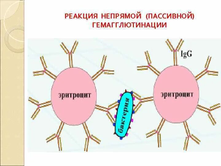 Гемагглютинация это