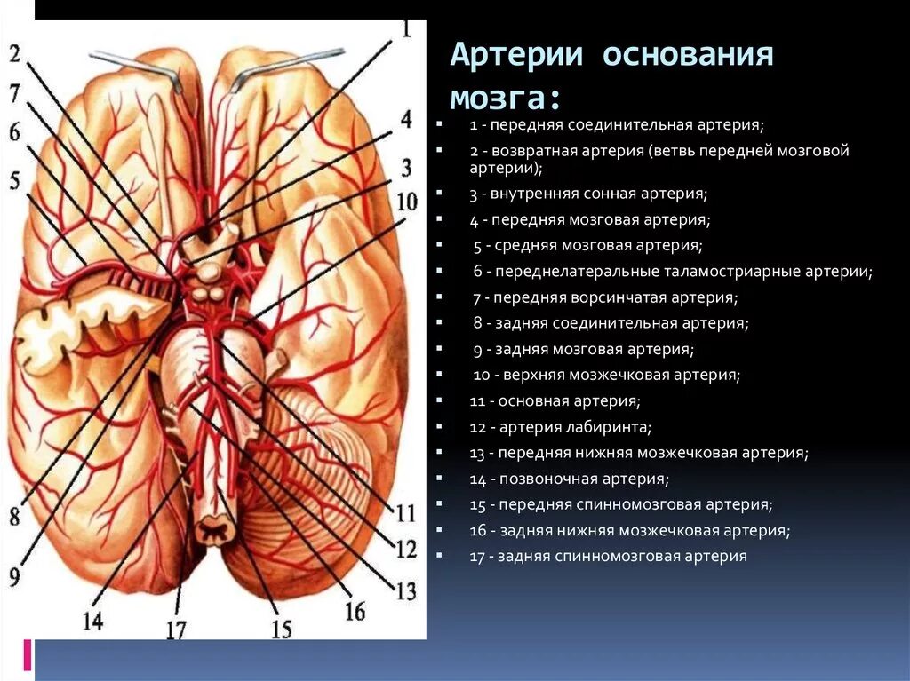 Кровоснабжение передней мозговой артерии. Средняя мозговая артерия кровоснабжает. Зоны кровоснабжения мозжечковых артерий. Базилярная артерия головного мозга.