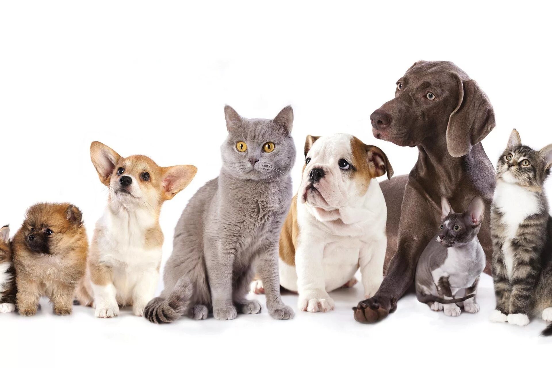 News: Cats, Ferrets Susceptible to... (The Scientist) - Behind the headlines - N