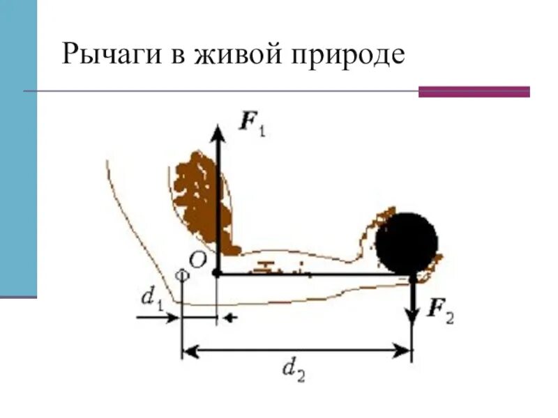 2 рычаг в скелете человека. Рычаги в живой природе. Рычаги в живой природе физика. Простые рычаги в живой природе. Рычаги в природе примеры.