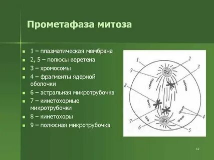Стадии метафазы митоза