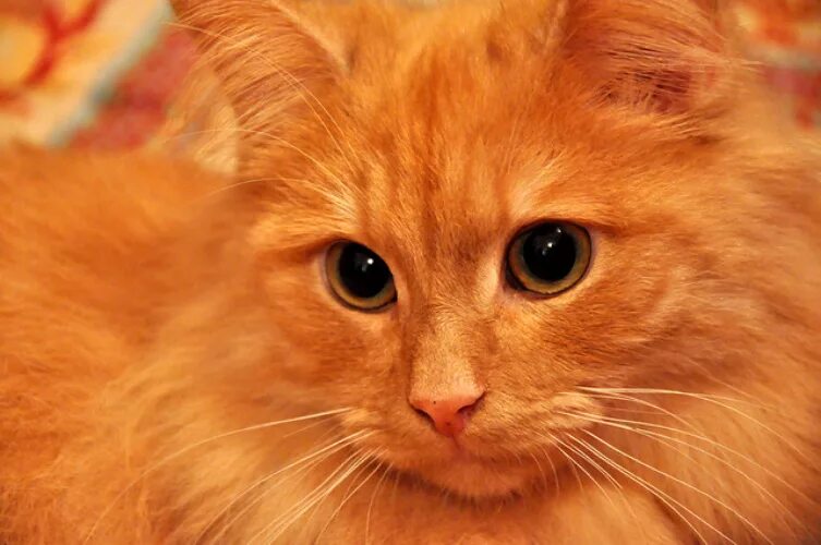 Рыжие коты. Рыжий котик. Огненно рыжие котята. Кот пушистый рыжий.