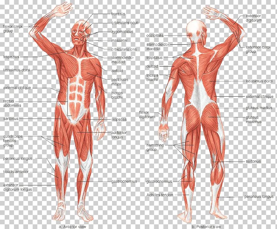 Мышечная система человека анатомия. Атлас мышечной системы человека анатомический. Мышечная система человека схема. Мышцы туловища человека анатомия атлас. Главная мышца тела