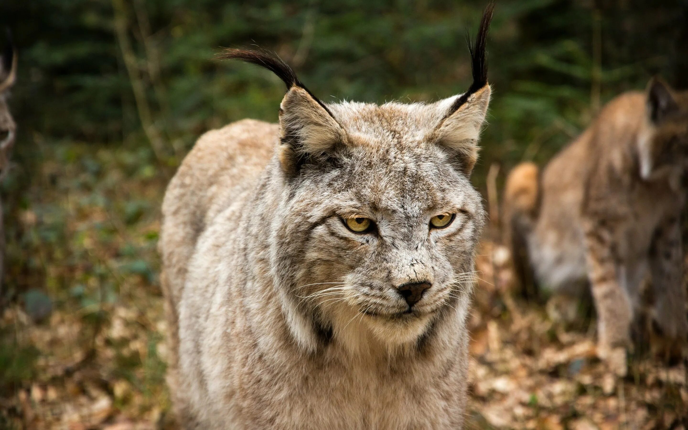 Скажи рысь. Обыкновенная Рысь. Lynx. Болотная Рысь Хаус. Рысь фото.