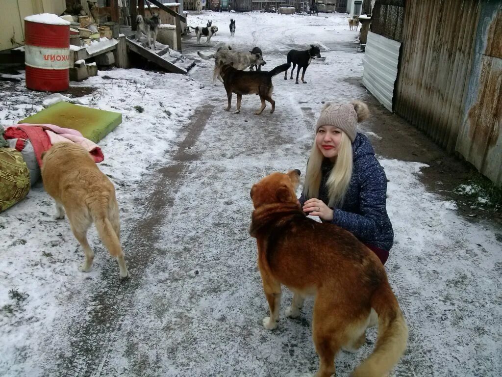 Приют друг в Сыктывкаре. Приют друг в Сыктывкаре щенки. ВК приют друг Сыктывкар. Верхний Чов приют друг.