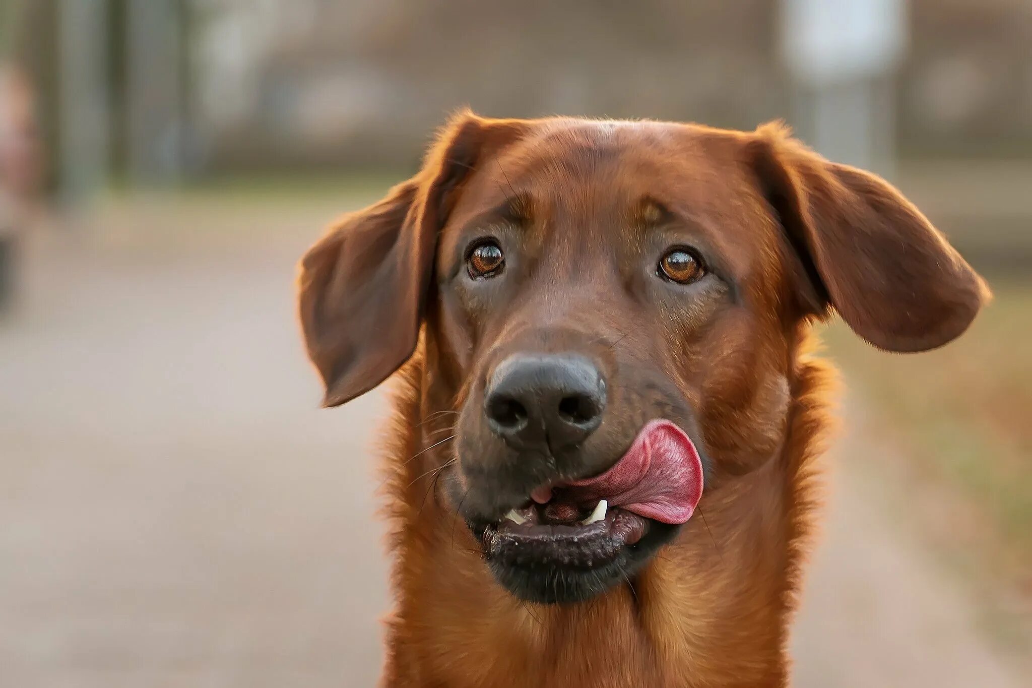 Собачьи портреты немки Эльке Фогельзанг. Коричневая собака. Сувако с высунутым языком. Пес с высунутым языком. Пес