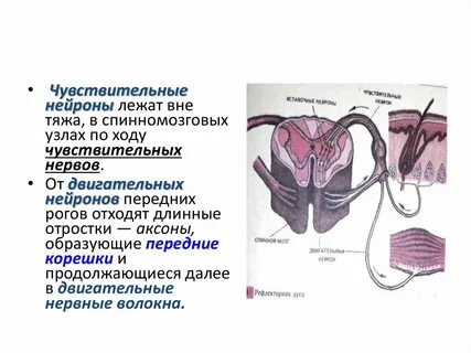 Чувствительные нейроны спинного мозга