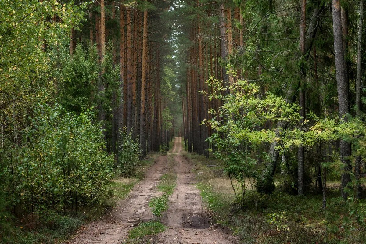 Березовая чаща. Сосновый бор в подмосковье лес. еловый бор. сосновый бор дорога в сосновом бору. чаща роща тайга бор.