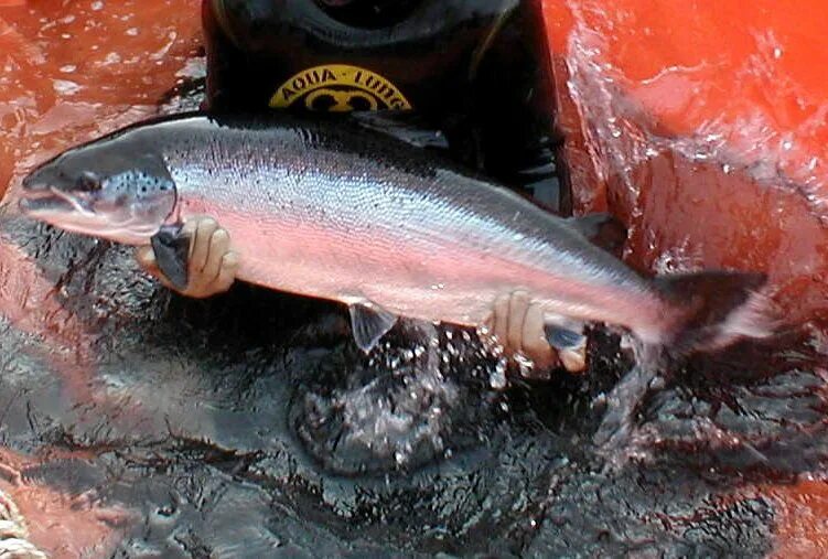 #Озерск Surgeon farm in Kunashaq announces start of taking orders for caviar tro