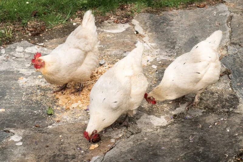 Куры кушают. Белые куры кушают. Курица в белом пакете Мордовия. Фото белые куры на траве клюют.