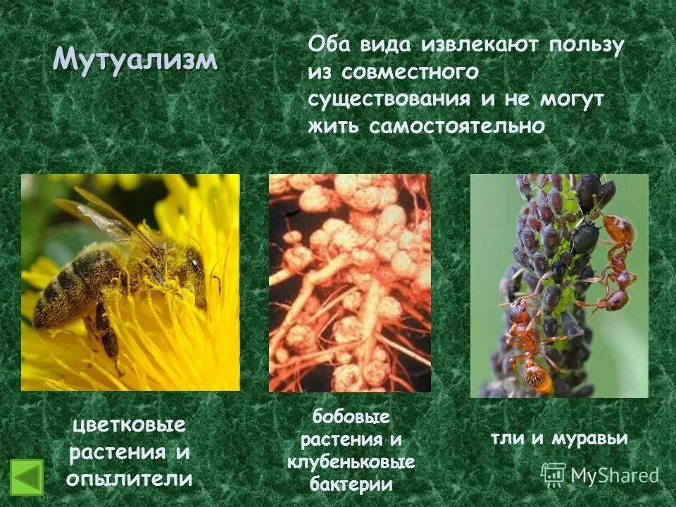 Примеры мутуализма в биологии. Мутуалистические взаимоотношения. Мутуализм примеры. Симбиотические взаимоотношения примеры. Облигатный симбиоз и мутуализм.