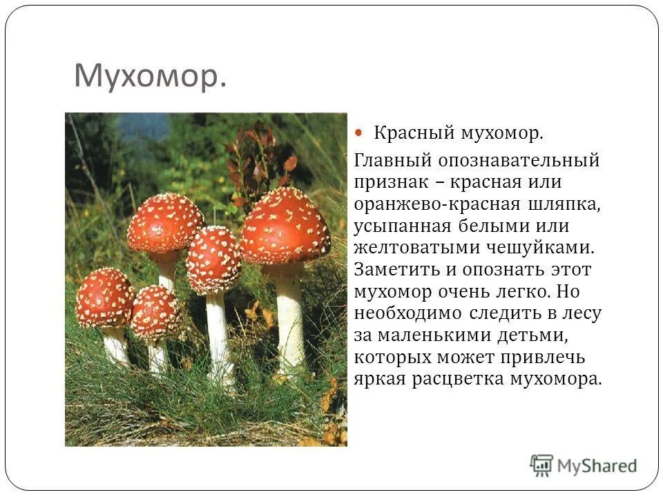 боярышник кроваво-красный сорта. признаки обозначающие вкус запах. отравление мухомором. чем полезна красная смородина. признак.