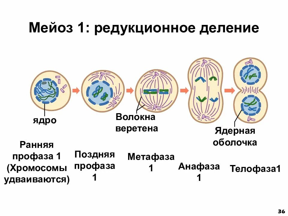 Метафазы первого деления мейоза