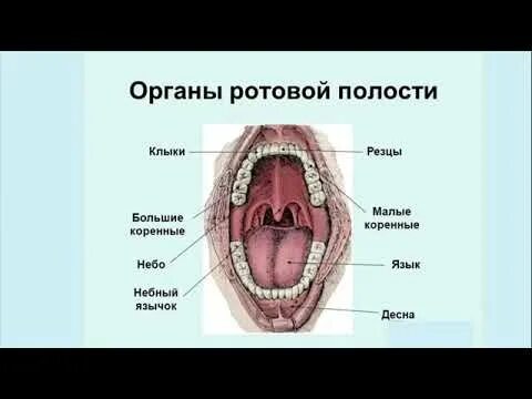 Язычок во рту как называется