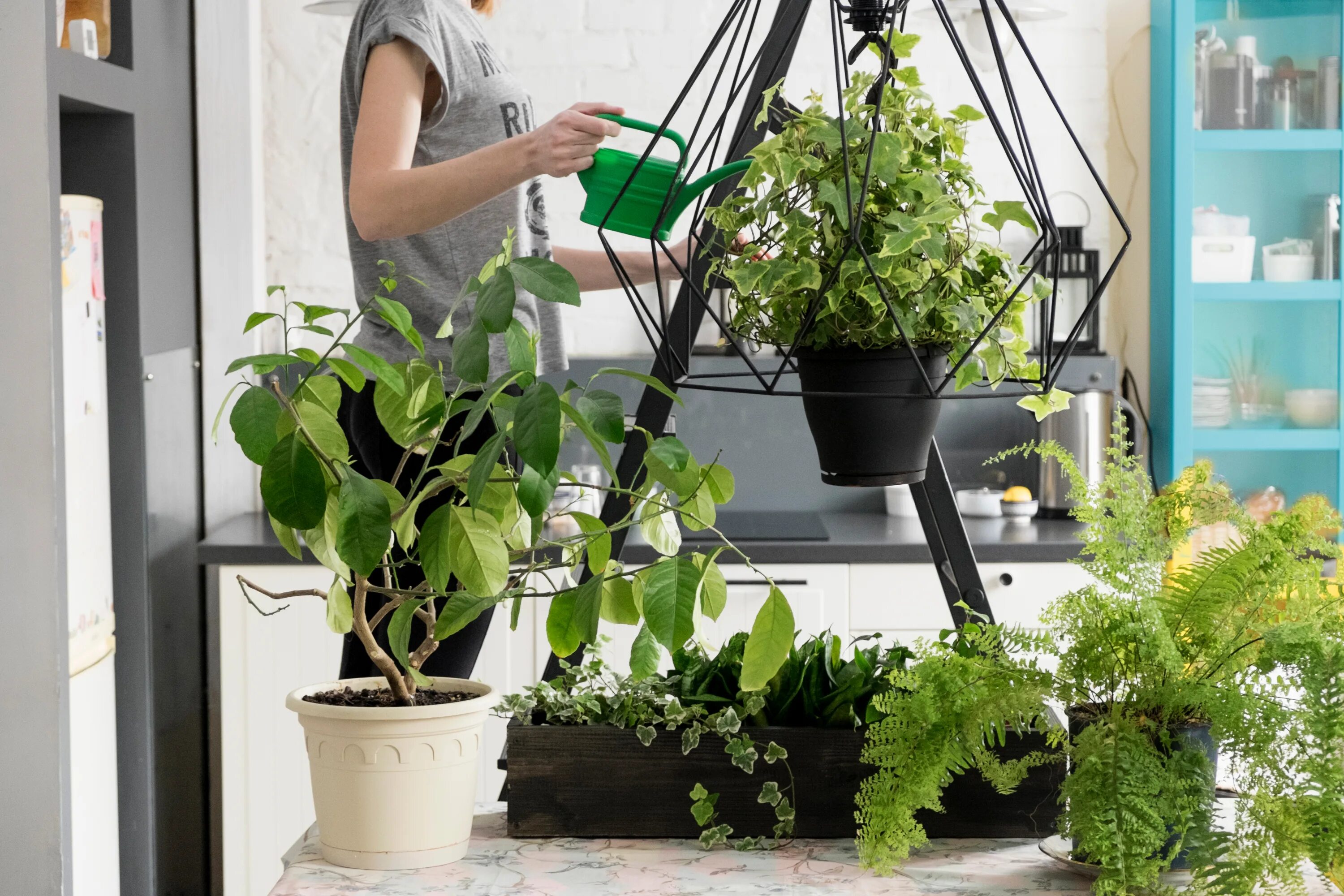 Спатифиллум + фиттония + хамедорея + хедера. Комнатные растения использовать. Комнатные цветы в интер. Комнатные растения в горшках. Комнатные растения.