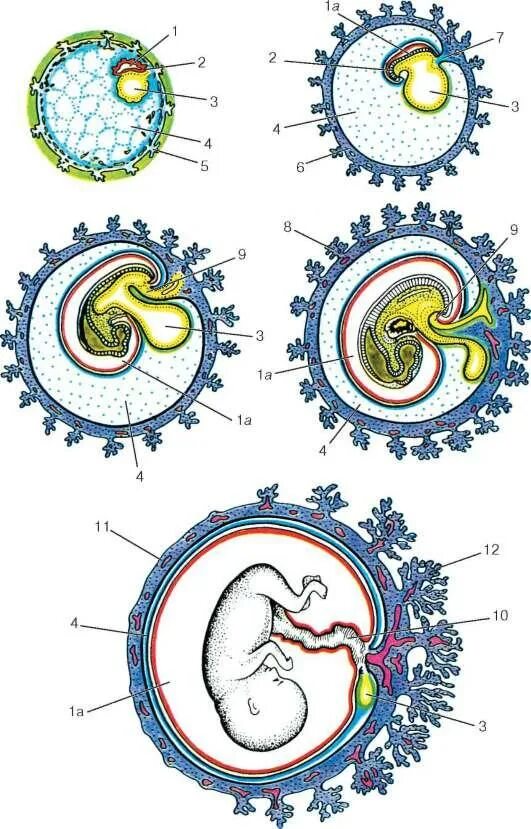 Схема развития внезародышевых органов. Формирование внезародышевых органов гистология. Схема развития внезародышевых органов у зародыша человека. Внезародышевые органы гистология схема.