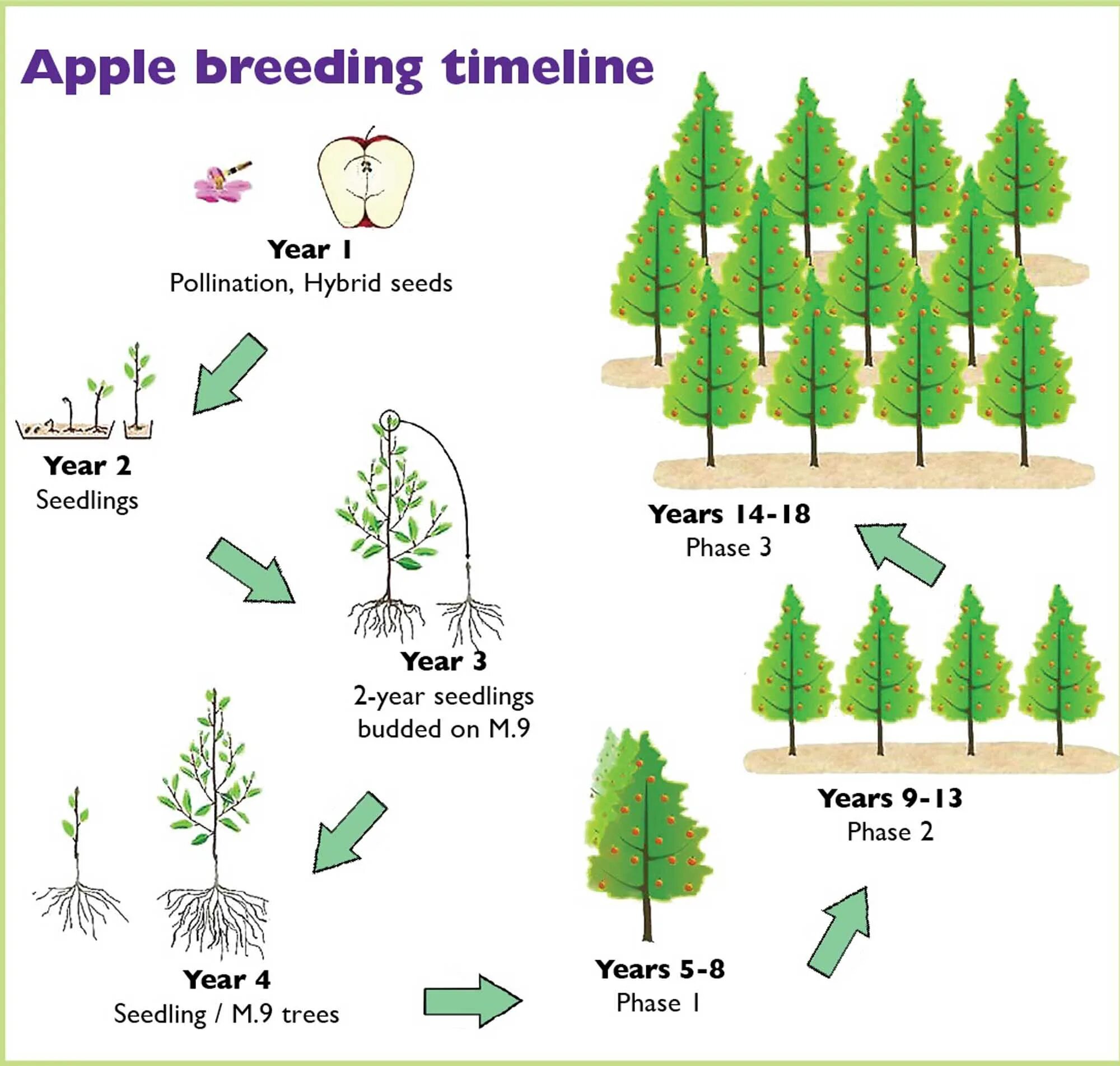 Plant breeding steps. Selective breeding of Plants. Speed breeding растений на белом фоне. Plant breeding