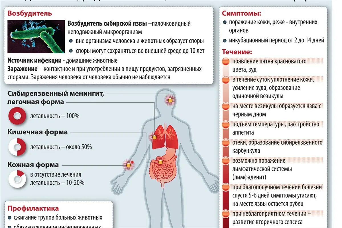 Легочная язва. Стадии кожной формы сибирской язвы. Основной симптом при кожной форме сибирской язвы. Стадии развития кожной формы сибирской язвы. Методы профилактики сибирской язвы.