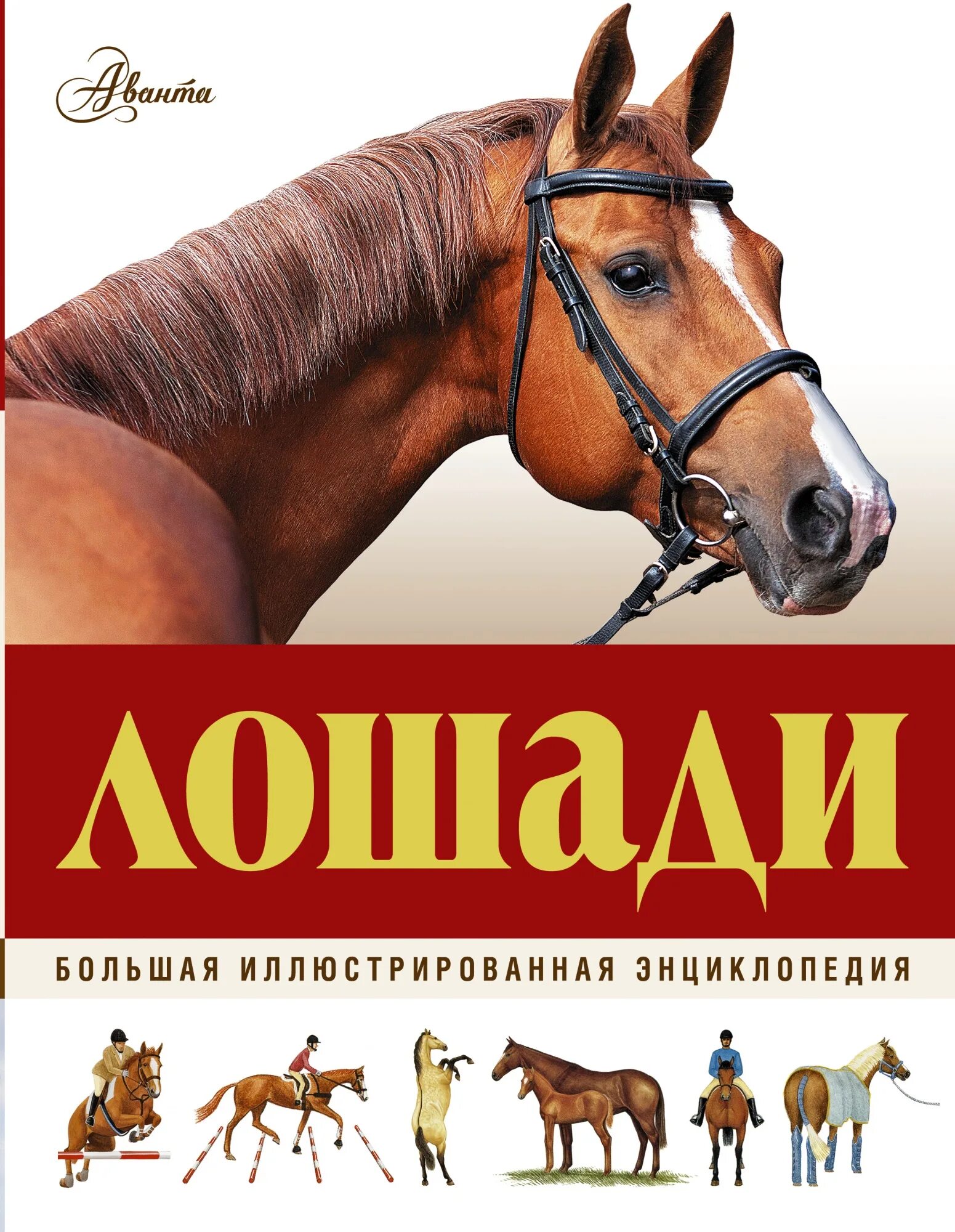 Лошади: энциклопедия. Лошади большая иллюстрированная энциклопедия. Большая энциклопедия о лошадях. Книги про лошадей.