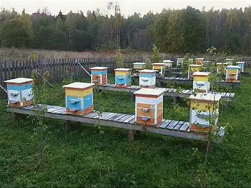 Ульи для пчёл б у. Варроатоз пчел. Авито пчелы свердловская область. Улья продается. Авито пчелы свердловская область.
