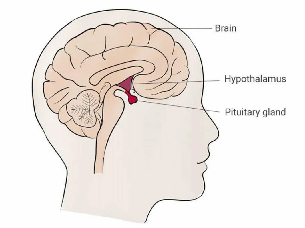 Таламус гипоталамус эпифиз. Гипофиз головного мозга. Гипоталамус гипофиз эпифиз. Гипофиз в черепе.