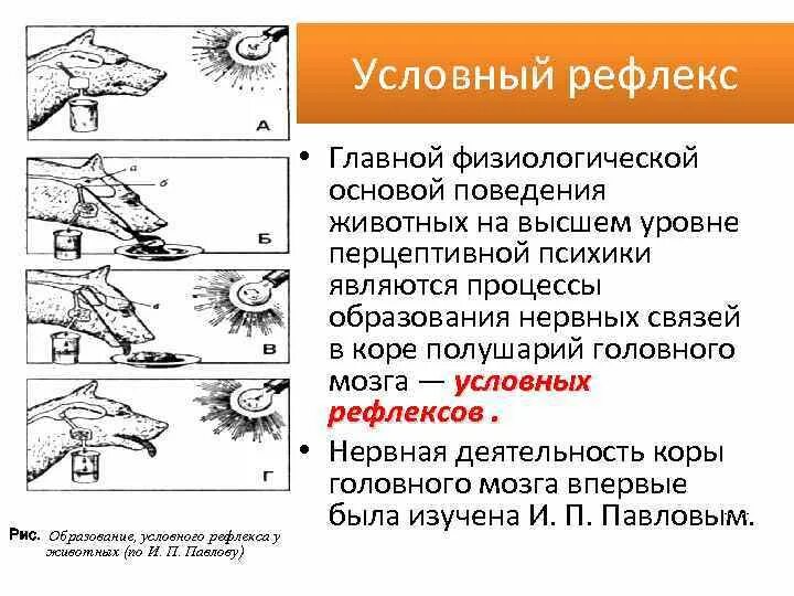 Выработка условного рефлекса по и п Павлову. Схема условного рефлекса по Павлову. Схема выработки условного рефлекса. Образование условных рефлексов.