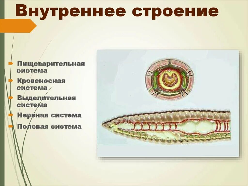 Развитие систем органов у червей. Ленточные плоские черви пищеварительная система. Выделительная система круглых червей. Тип кольчатые черви строение. Плоские черви строение пищеварительной системы.