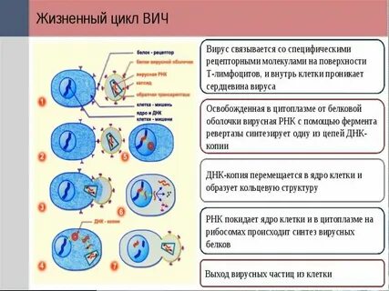 Каким номером на схеме жизненного цикла вич