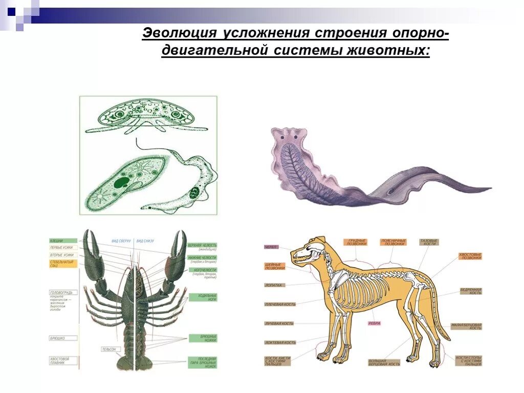 Уровни организации млекопитающих. Эволюция покровов тела и опорно-двигательного аппарата животных. Эволюция опорно-двигательной системы 8 класс биология животных. Эволюция двигательной системы беспозвоночных. Опорно двигательная система животных биология 7 класс.