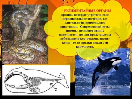 Рудиментарный