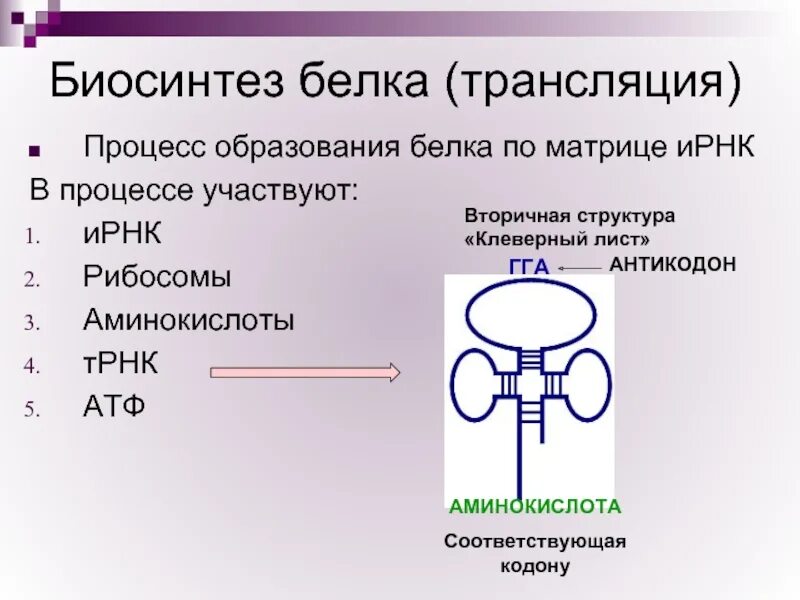 Типы биосинтеза. Процесс образования белка. Трансляция Биосинтез белка. В процессе биосинтеза белка образуется. Процесс биосинтеза белка.