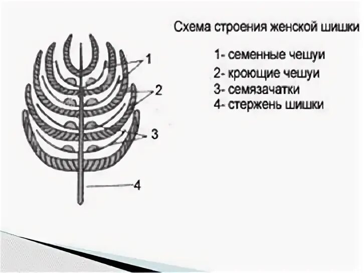 Семязачатки лежат на чешуях шишек. Строение женской шишки сосны обыкновенной. Схема строения мужской шишки сосны обыкновенной. Схема строения женской шишки сосны. Строение семенной чешуи сосны.