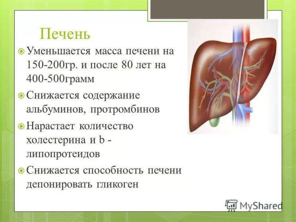 Изменения размера печени. Возрастные изменения печени у пожилых.