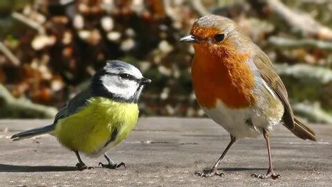 Arriving birds